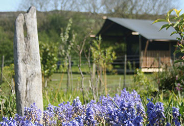 Glamping Safari Tents Cornwall